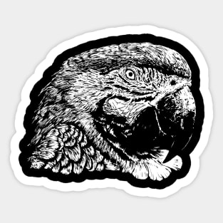 arara Sticker